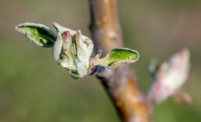 Opening bud with leaves on an apple tree branch.