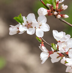 Cherry blossoms on a tree in spring.
