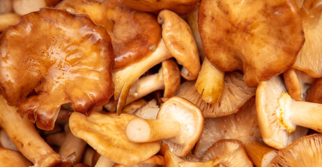 Mushrooms honey agarics as a background.