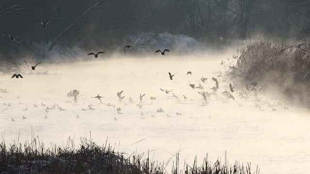 ducks take off from the river in clouds of steam and sit back down