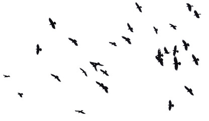 Flock of raven birds isolated on white