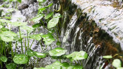 Hydrocotyle vulgaris and water flowing