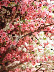 pink sakura flower in the park 