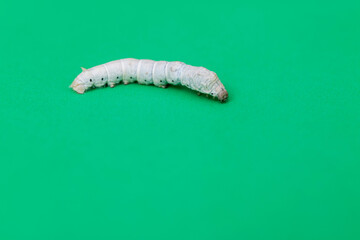 White silkworm on green background