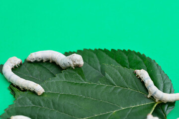 Three silkworms eating mulberry leaf