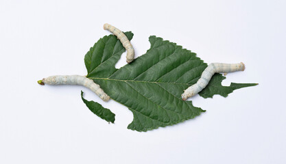 Three silkworms eating mulberry leaf