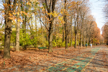 Landscape with large green trees with yellow and orange colored leaves and long walking alley in...