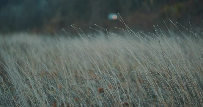 Big tall dry meadow grass blowing in the wind in autumn slow motion 4K