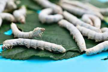 Many silkworms eating mulberry leaves
