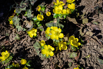 Many delicate yellow flowers of Ranunculus repens plant commonly known as the creeping buttercup, creeping crowfoot or sitfast, in a forest in a sunny spring day, floral background