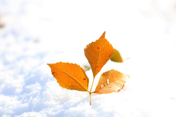 Fallen leaves in the snow