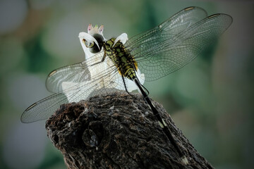 mantis with prey dragonfly