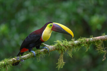Keel-billed Toucan - Ramphastos sulfuratus, large colorful toucan from Costa Rica forest with very colored beak.