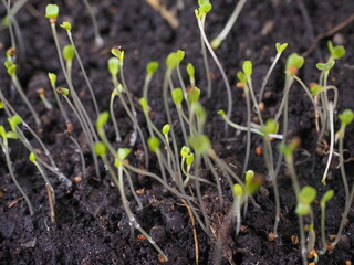 young seedlings of arugula in the ground