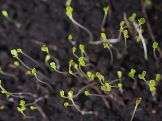 young seedlings of arugula in the ground