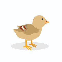little chick, baby hen