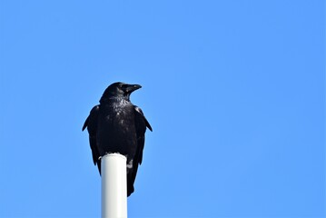 A black raven sitting on a white pole