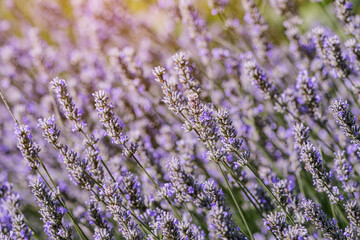 Lavender field at summer season. Aromatherapy medicine and tranquil background