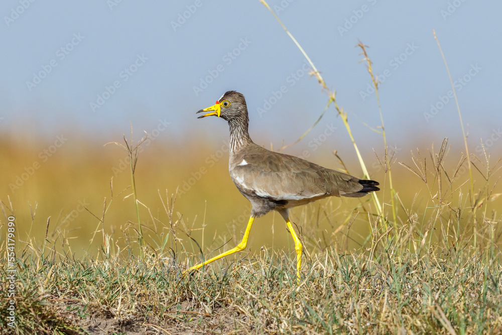 Sticker African wattled lapwing walking in the grass on the african savannah