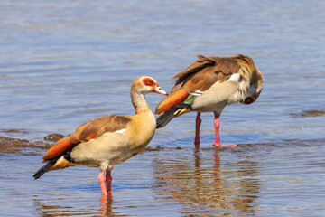Egyptian goose birds in the water