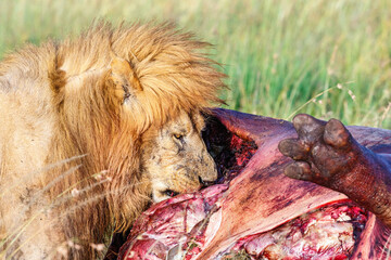 Male lion eating from a hippo kill
