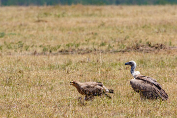 Tawny Eagle and a White-backed vulture sitting on the grass savannah