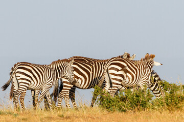 Fototapeta na wymiar Zebras in the savanna at Africa