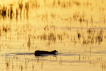 Coot swimming in a lake at dusk