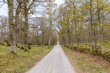 Gravel road in a deciduous forest at springtime