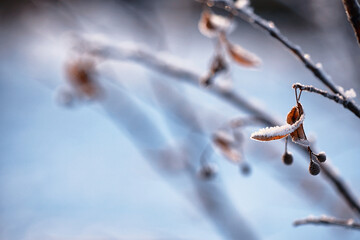 Obraz premium Winter atmospheric landscape with frost-covered dry plants during snowfall. Winter Christmas background
