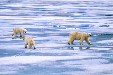 Polar bear with two cubs on the ice