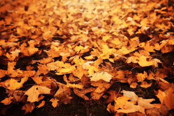 Lively closeup of falling autumn leaves with vibrant backlight from the setting sun