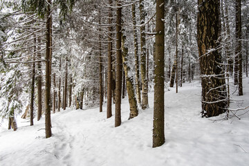 trees covered in snow in a snowy forest