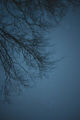Fototapeta na wymiar Tree Branch on snowy night