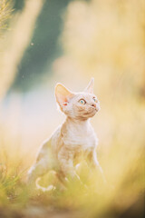 Funny Curious Young Red Ginger Devon Rex Kitten Playing In Green Grass. Short-haired Cat Of English Breed. Summertime
