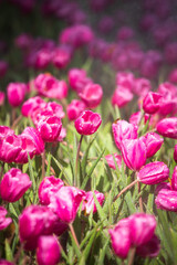 pink tulips in the garden