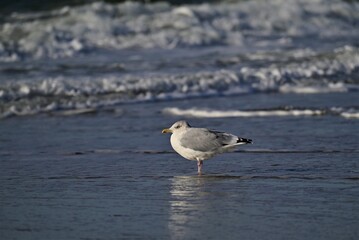 Seagull sits in shallow water by the sea