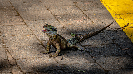 Australian water dragon lizard sitting still