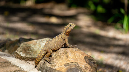 Naklejka na ściany i meble Australian water dragon lizard sitting still