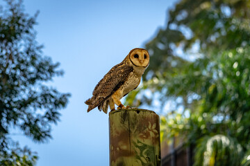 Australian masked owl bird perching on a tree trunk