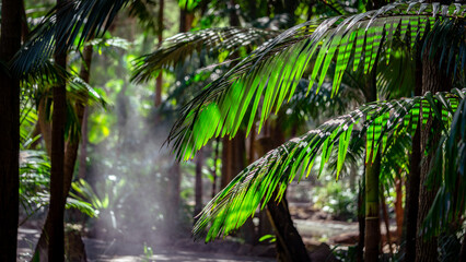 Fern tree leaves in a jungle forest
