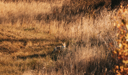 Obraz na płótnie Canvas European Red Fox vulpes Vulpes Walking On Grass In Meadow. Wildlife Scene From Europe. Range Fur Coat Animal In Nature Habitat. Fox On Pasture. Fox In Natural Habitat.