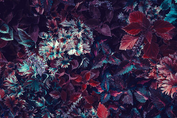 tropical rainforest leaves tropical plants In a tropical garden on a black background, variegated green leaves form a nature