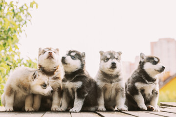 Five Four-week-old Husky Puppy Of White-gray-black-brown Color Sitting On Wooden Floor Together.