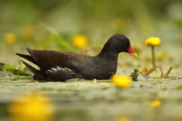 common moorhen, Gallinula chloropus, waterhen, swamp chicken