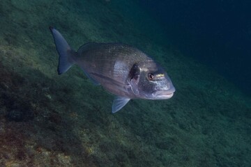 Fototapeta premium Gilthead seabream (Sparus aurata) in Mediterranean Sea