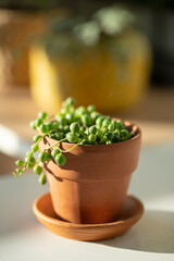 Closeup of Senecio rowleyanus houseplant in terracotta flower pot at home, sunlight. String of pearls. Shallow depth of field