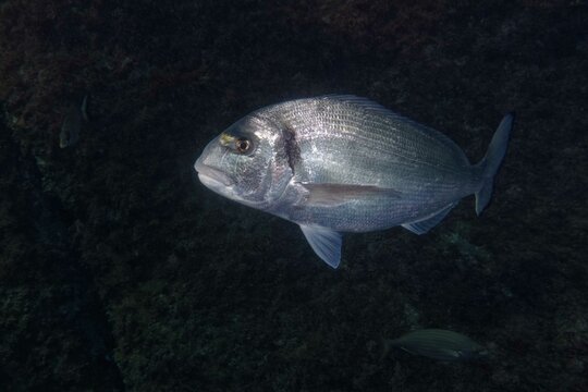 Gilthead seabream (Sparus aurata) in Mediterranean Sea