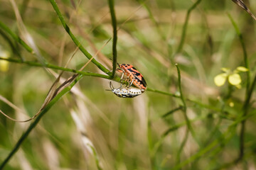 Two shield bugs mating on green plant. Eurydema ornata from family Pentatomidae. Soft focused macro shot