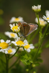 Aricia agestis, the brown argus butterfly in the family Lycaenidae sitting on camomile, chamomile flower. Soft focused macro shot